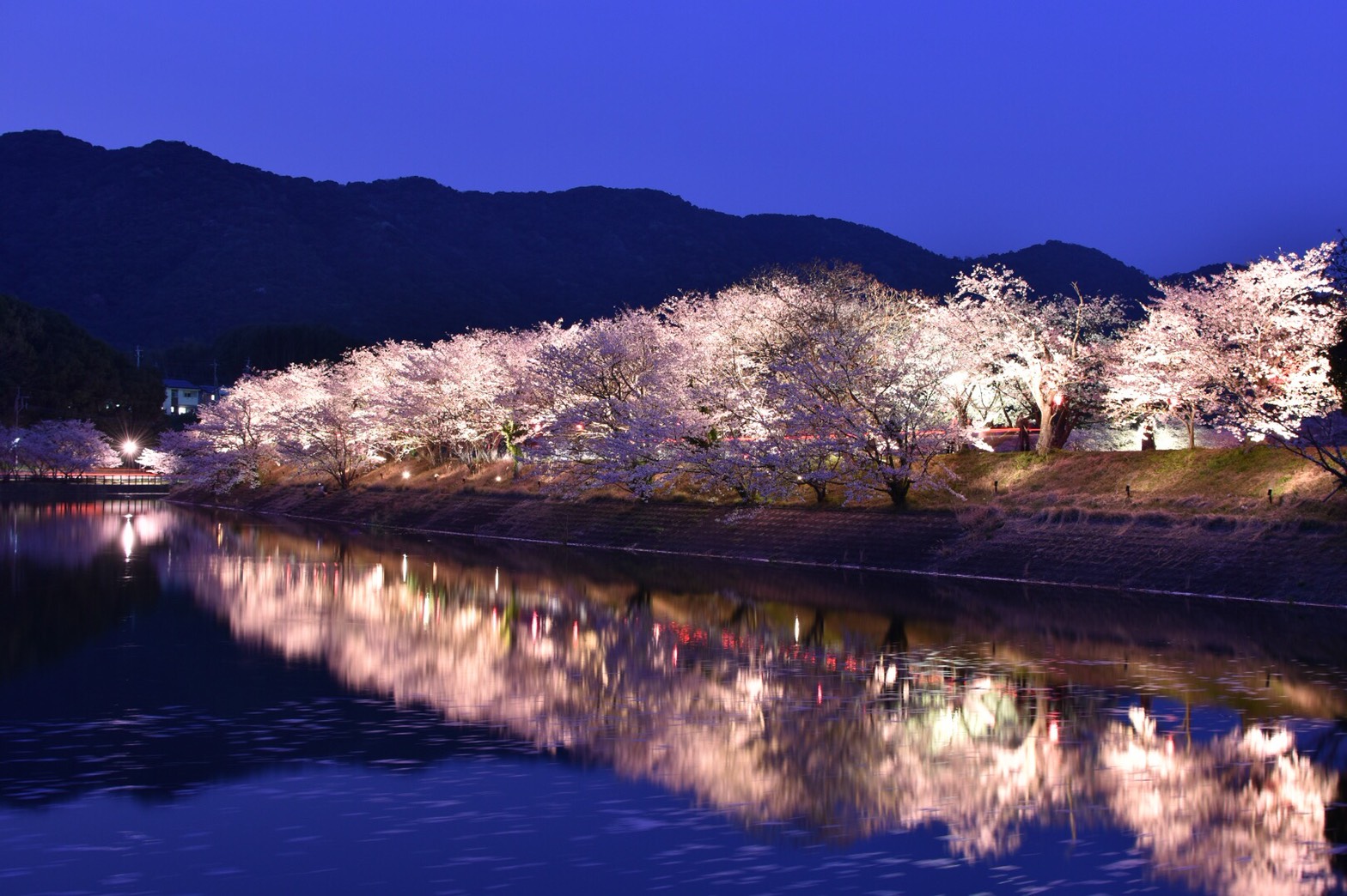 立岡自然公園 熊本 宇土 桜のライトアップが幻想的でした 熊本ポータル くまライク