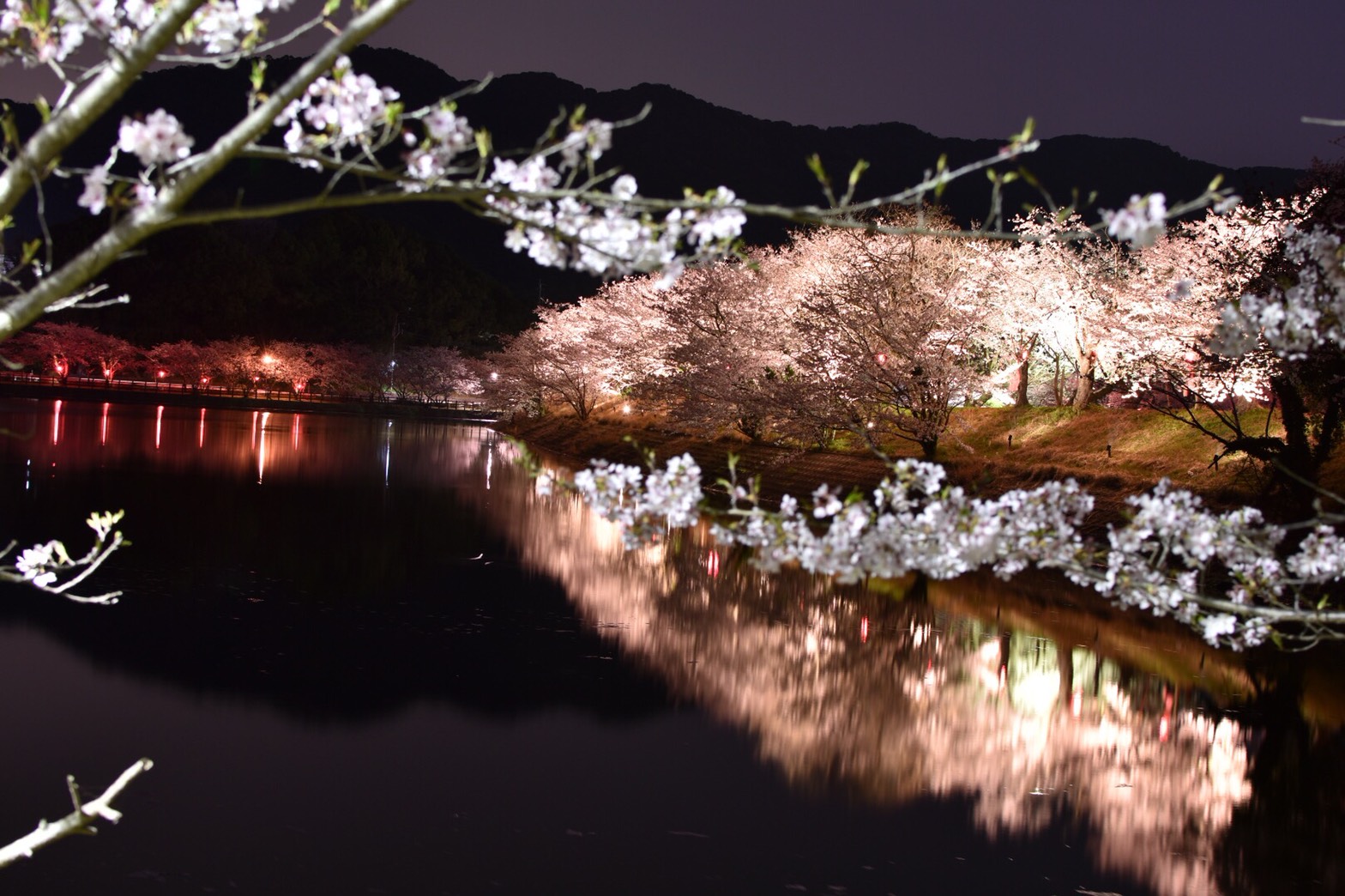 立岡自然公園 熊本 宇土 桜のライトアップが幻想的でした 熊本ポータル くまライク