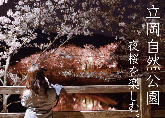 【立岡自然公園】熊本・宇土！桜のライトアップが幻想的でした