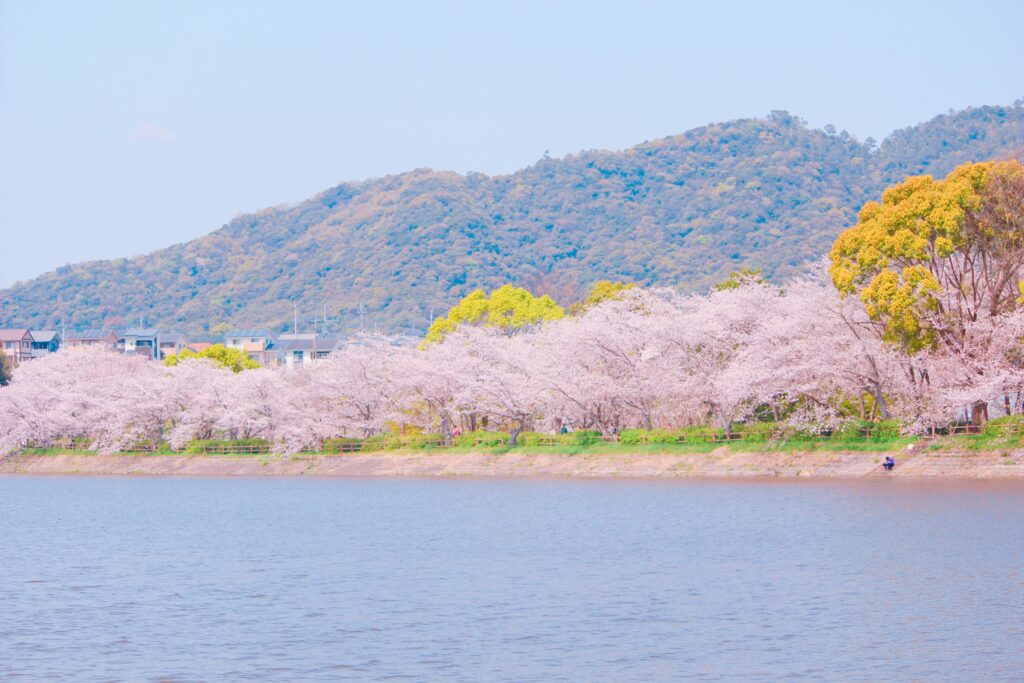 熊本 桜が見られる場所２０選 花見スポットに出かけよう 熊本ポータル くまライク