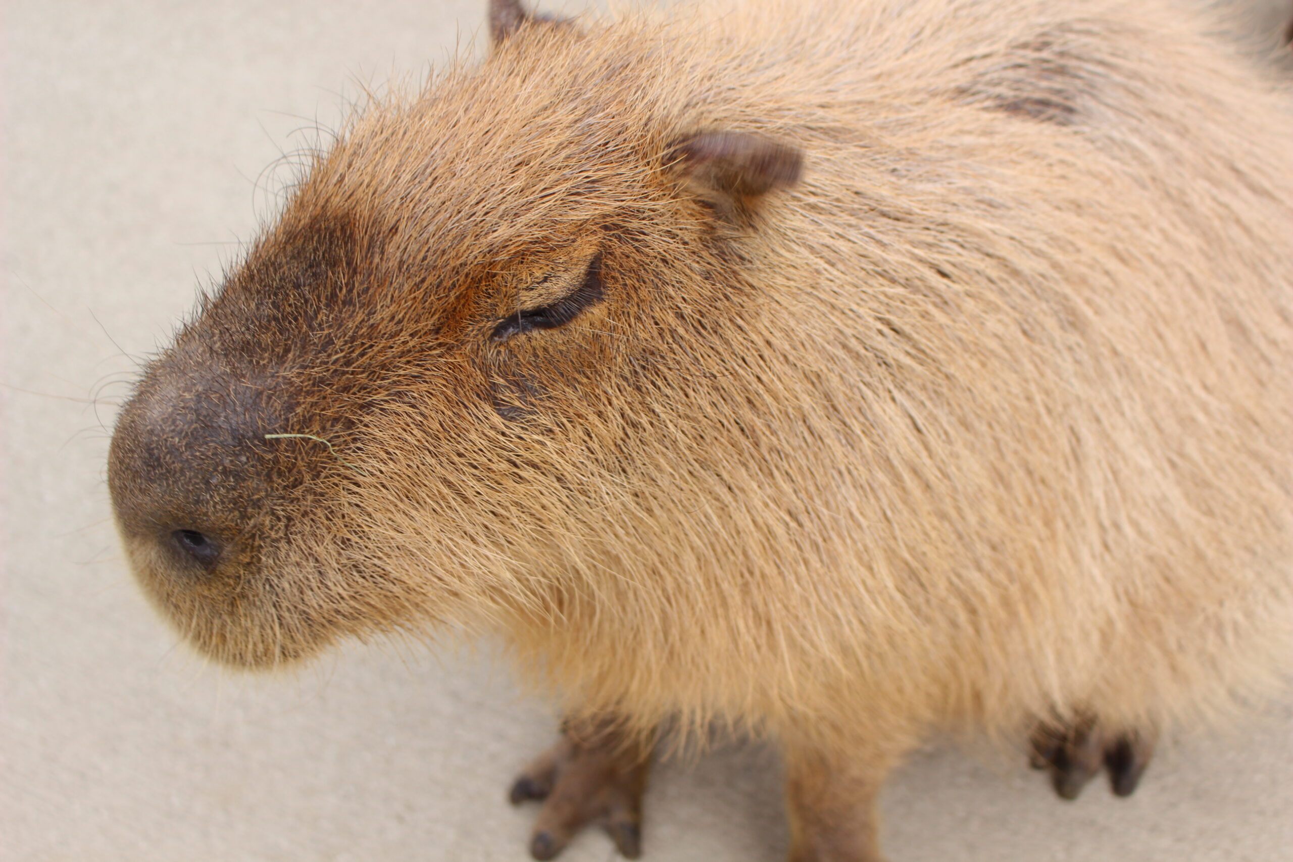 ふれあい動物王国 阿蘇ファームランドで動物に癒される 熊本ポータル くまライク