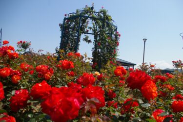 【エコパーク水俣のバラ園】５０００本のバラがキレイ！５月と１１月頃が見頃です