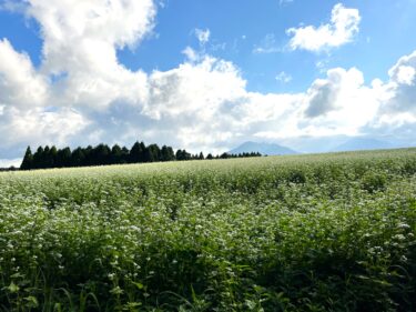 【波野のそば畑】真っ白い絨毯！阿蘇にある７００万本も咲き誇る「そばの花畑」